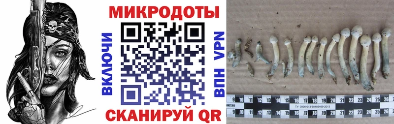 Псилоцибиновые грибы Psilocybe  Зерноград 